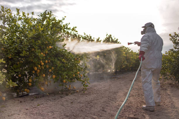 Best Termite Control Services  in Aliquip, PA
