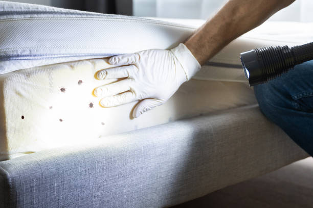 Best Insect Control  in Aliquip, PA